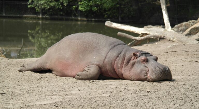 Hippo resting in the hot sun