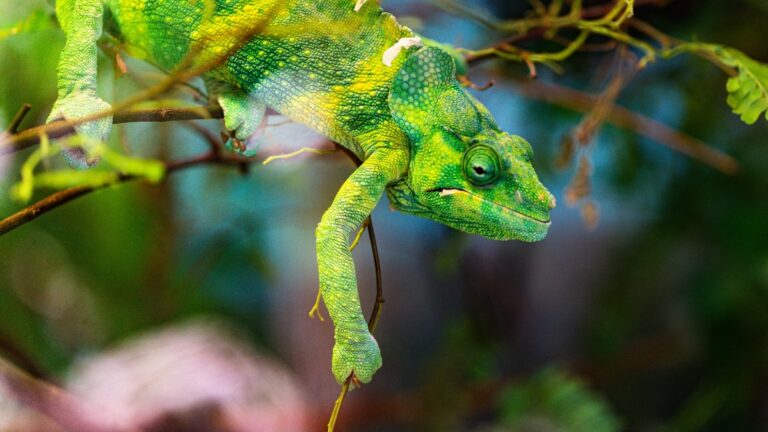 Green and yellow chameleon on brown tree branch